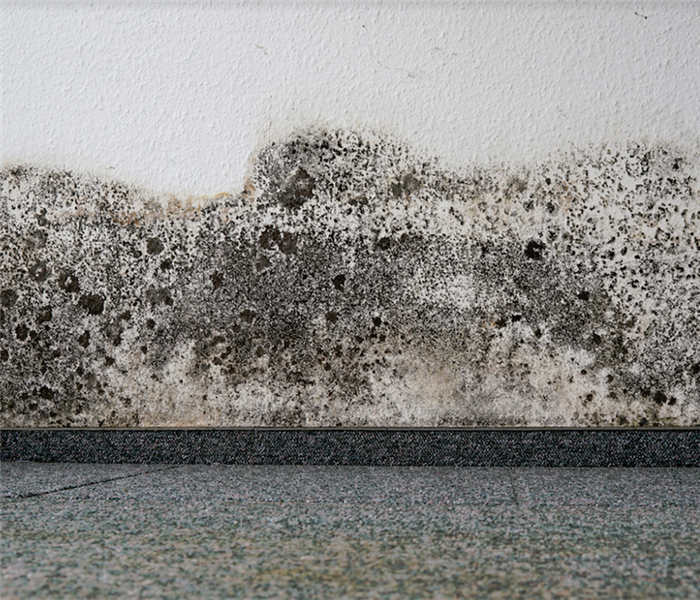mold growing on the walls of a room